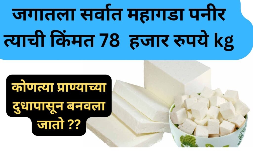 World most expensive paneer